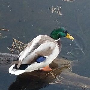 Meet your Posher, Jintana